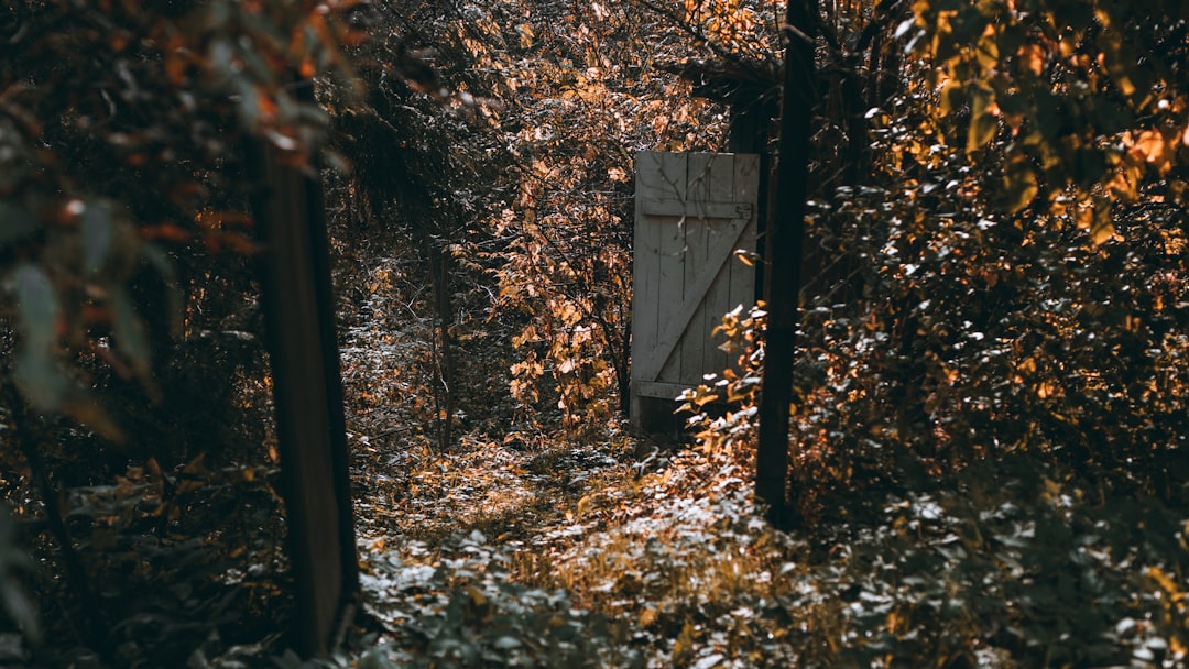 brown wooden box in forest during daytime