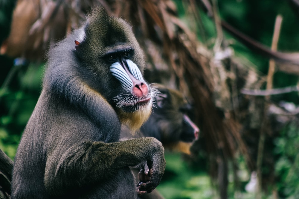 macaco preto no galho marrom da árvore durante o dia