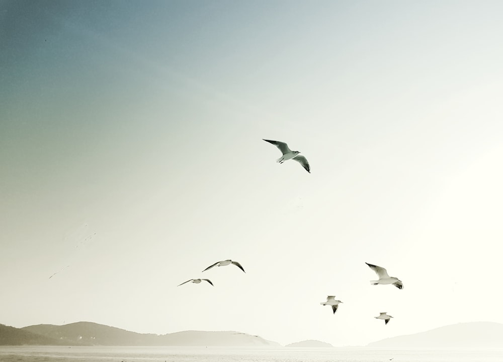 birds flying under blue sky during daytime