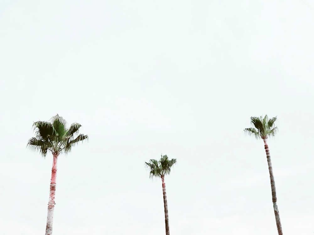 green palm tree under white sky during daytime