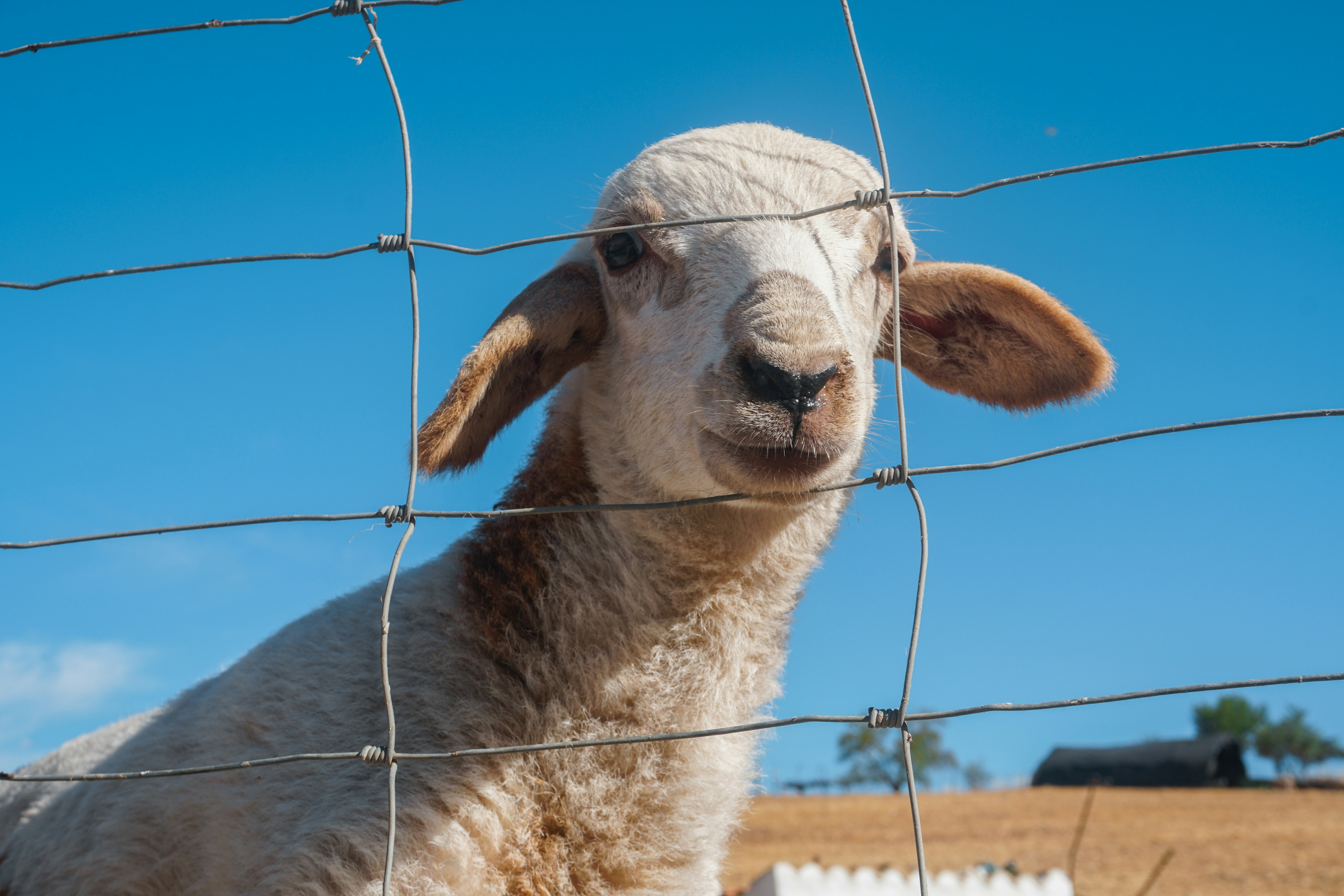 white sheep under blue sky during daytime