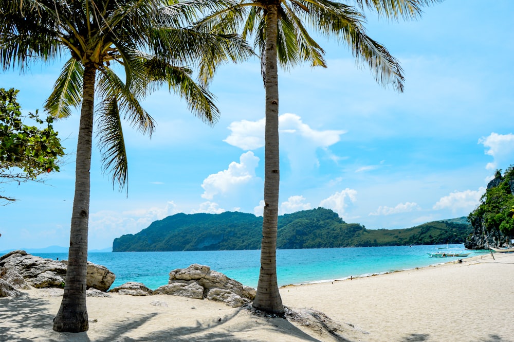 palm tree on beach shore during daytime