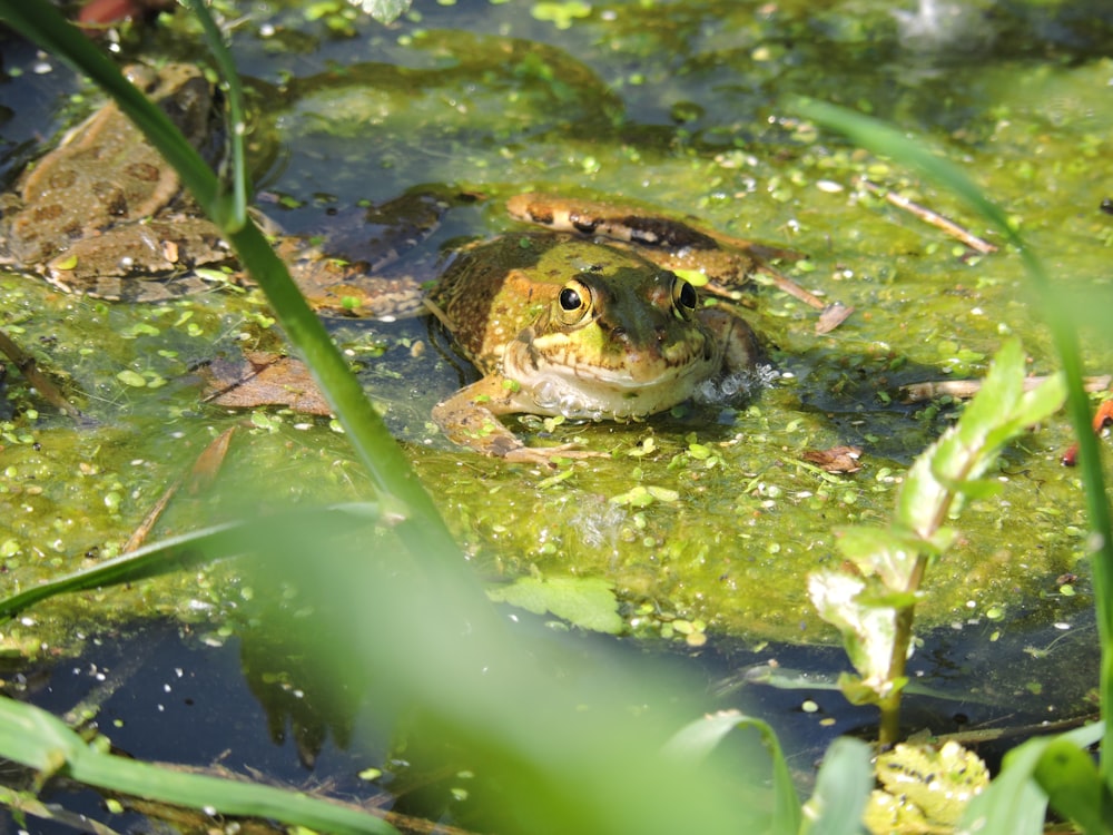 brown and black frog on green water