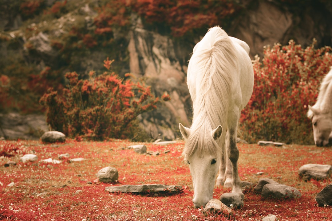 white horse eating red leaves during daytime