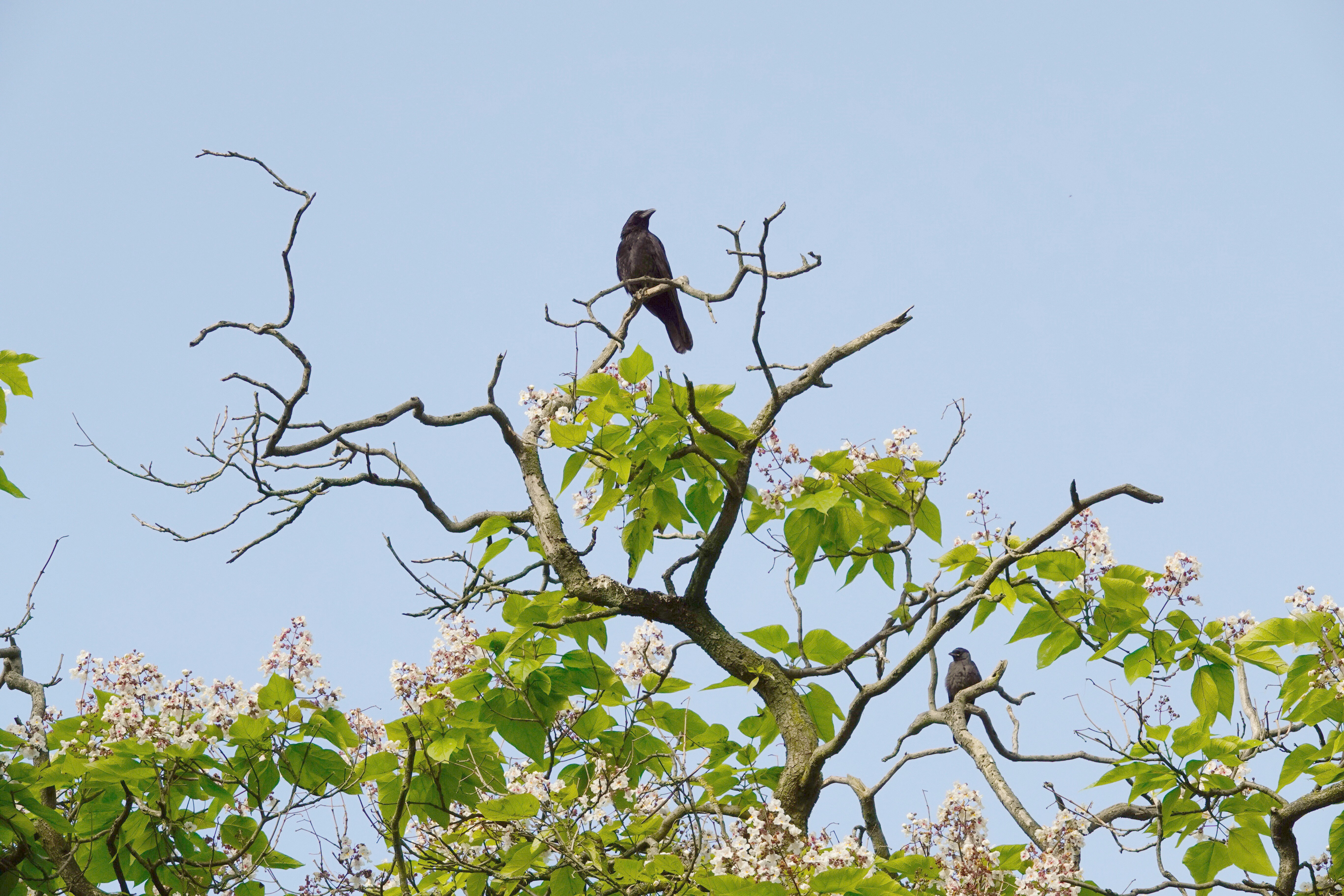 Photo by hooverpaul55