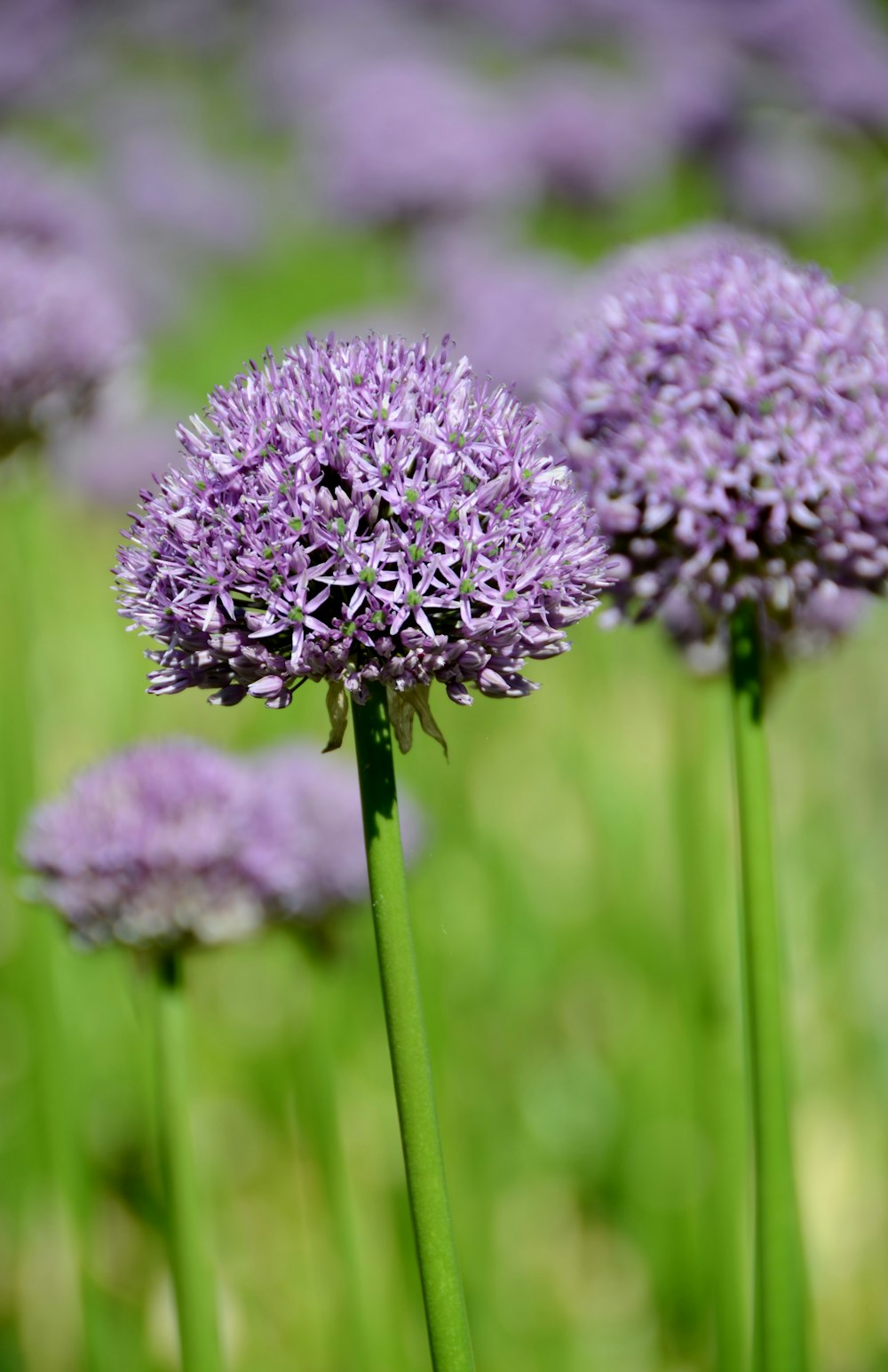 purple flower in tilt shift lens