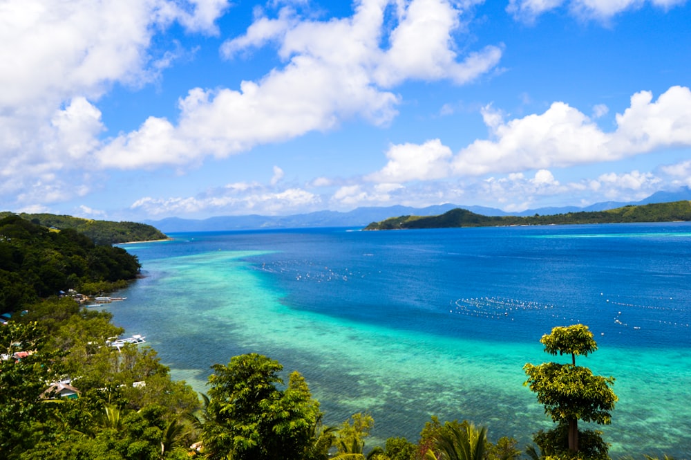 green trees near blue sea under blue sky during daytime