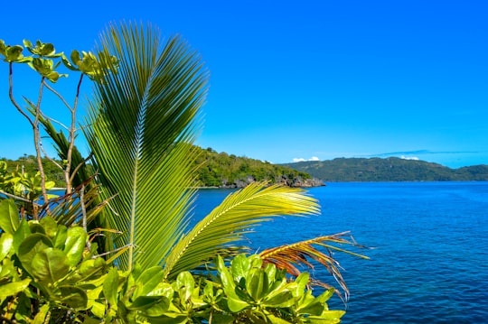 green palm plant near body of water during daytime in Romblon Philippines
