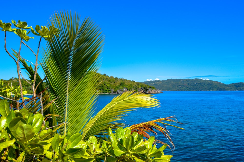 green palm plant near body of water during daytime