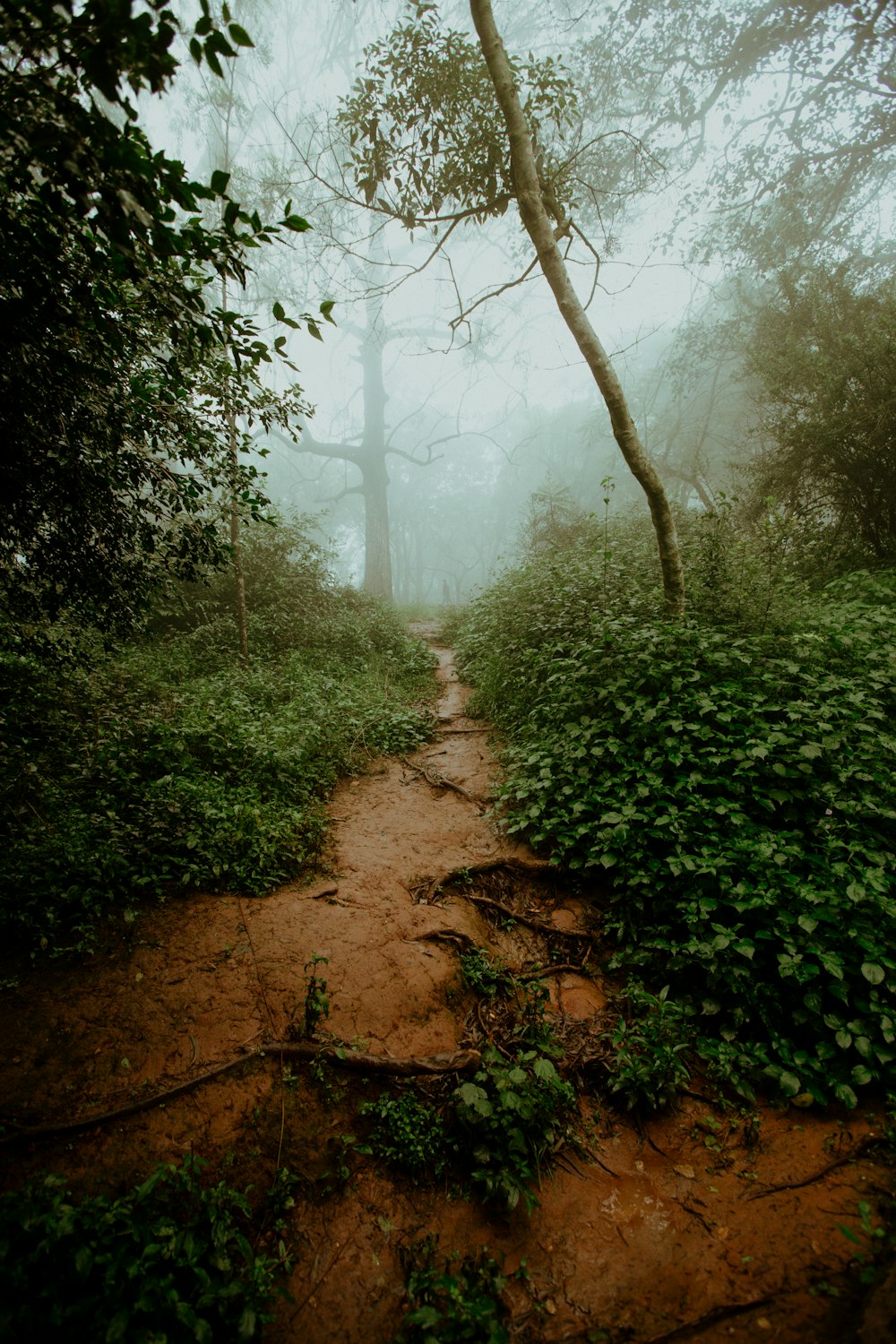 green trees and brown dirt road