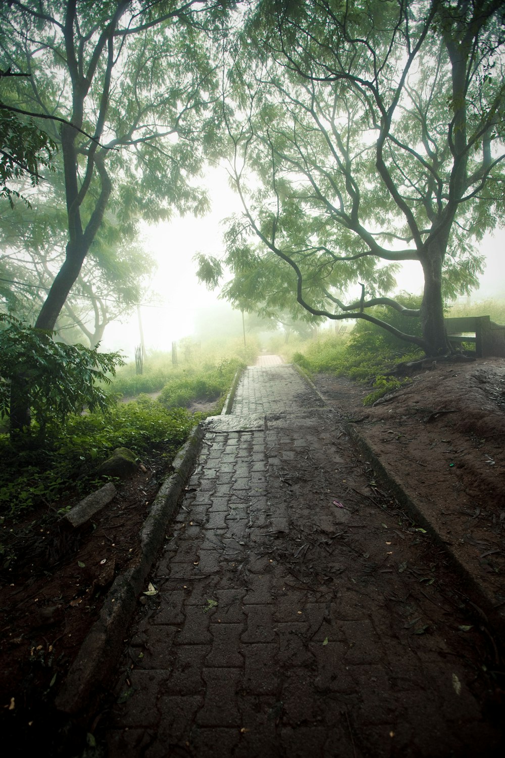 gray concrete pathway between green trees during daytime