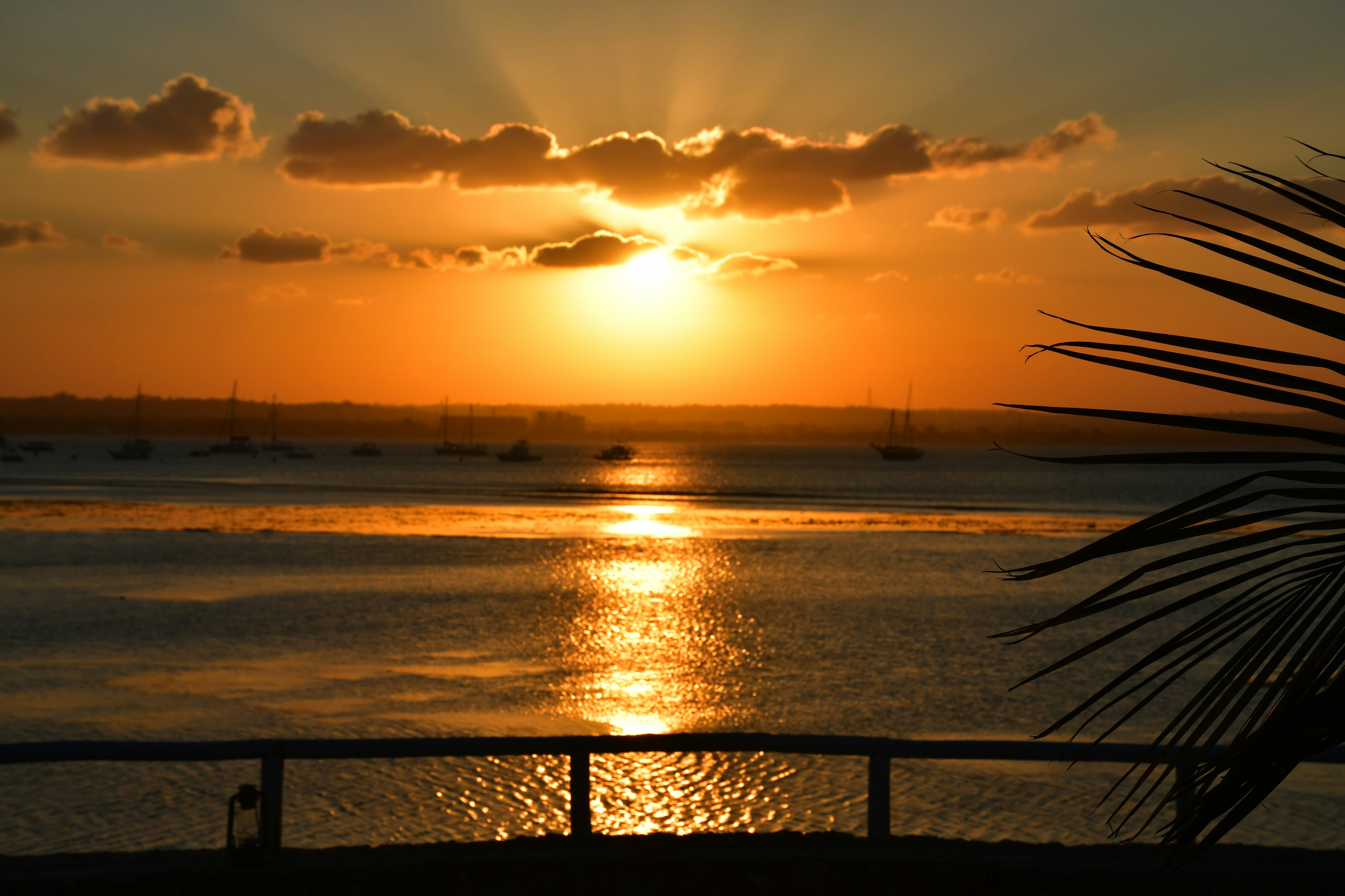 silhouette of trees near body of water during sunset