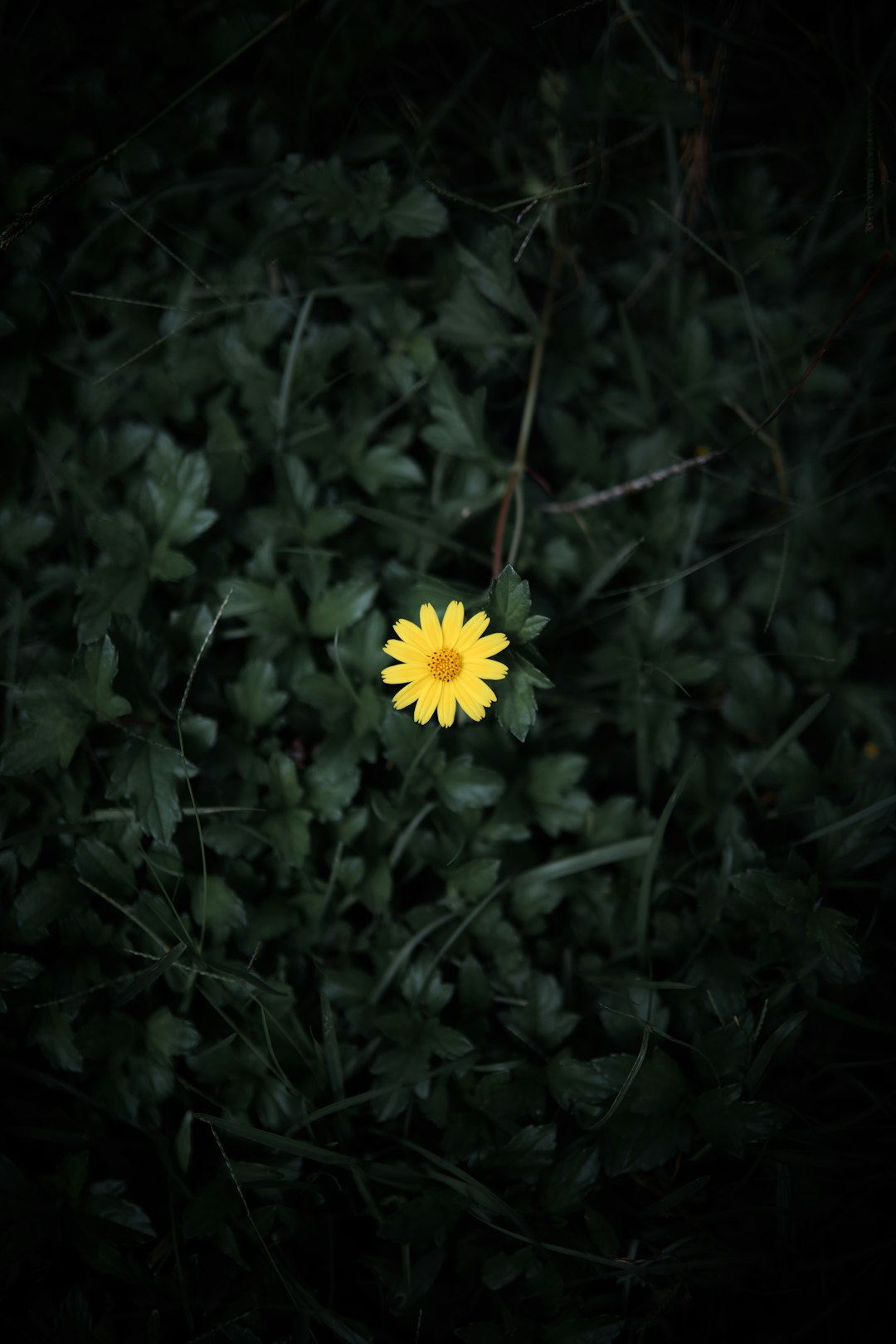 yellow flower in green grass