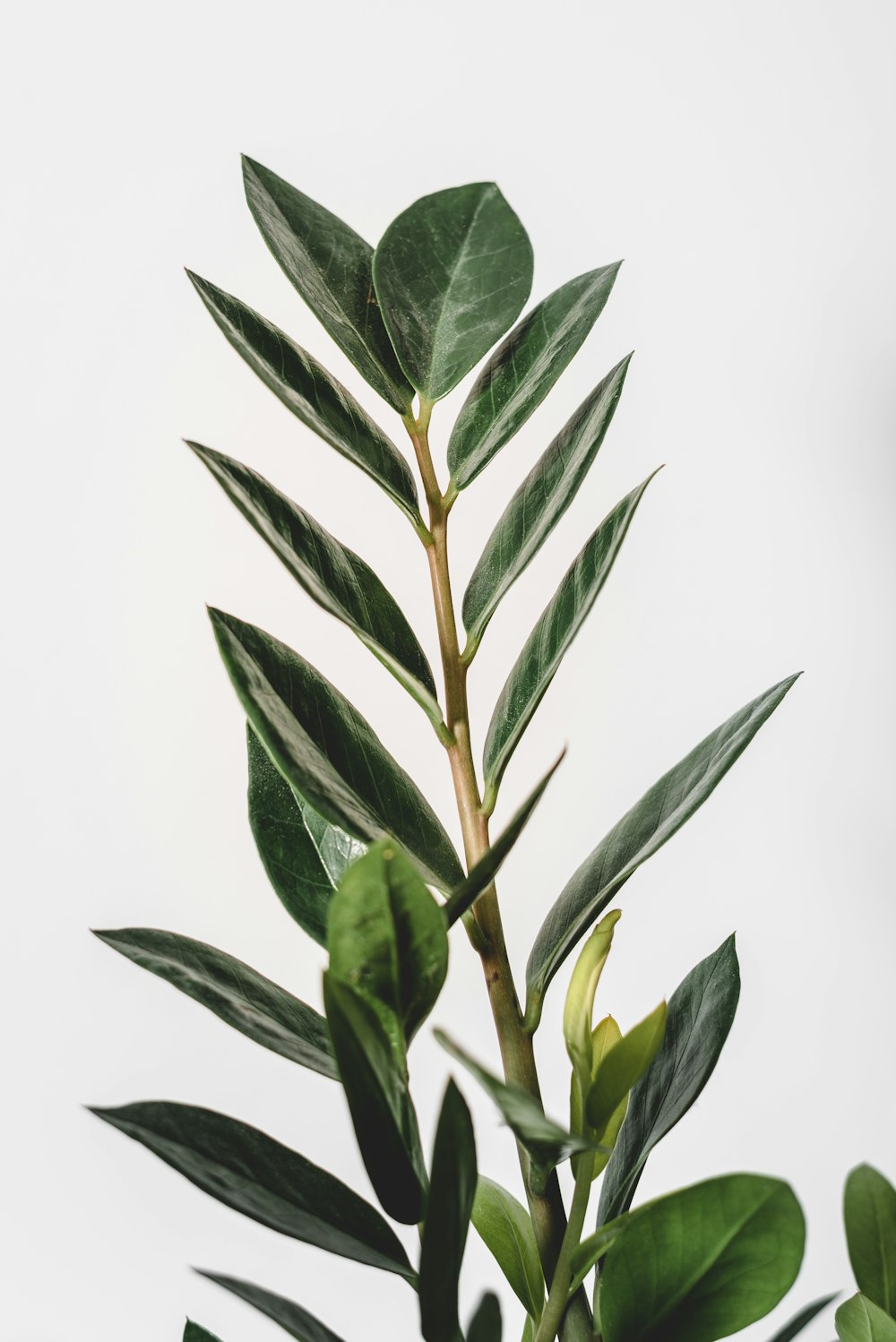 green leaves on white background