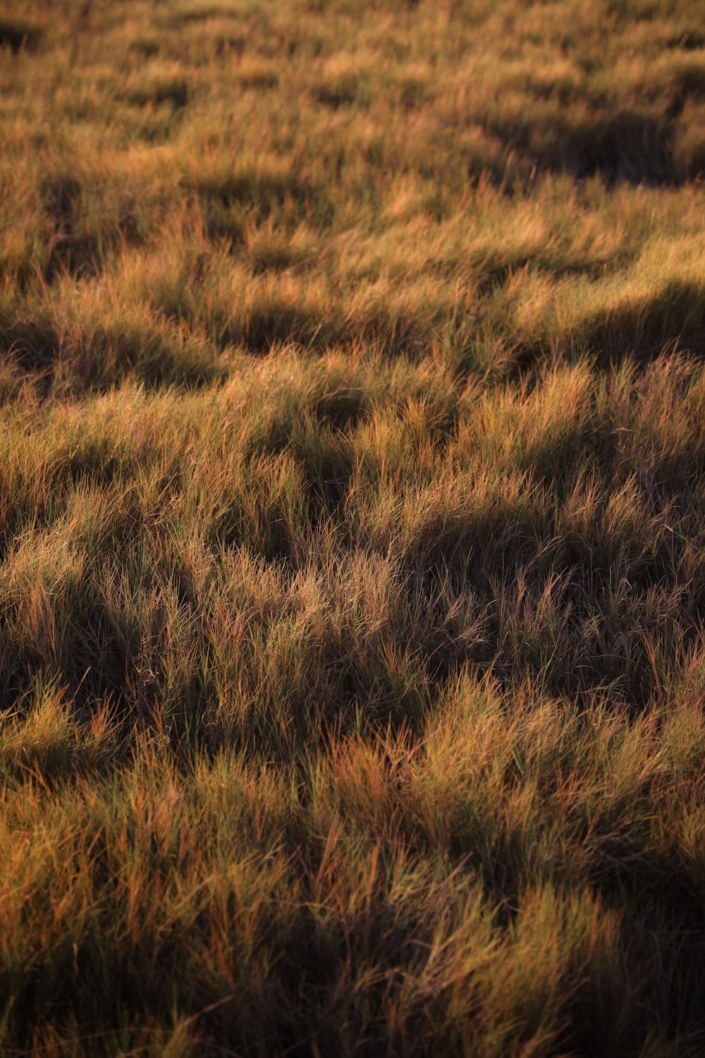 brown grass field during daytime