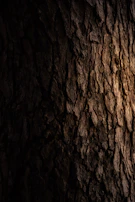 Close-up of textured tree bark in deep shadows and bright highlights, showcasing the Ricoh GR's detail capture.