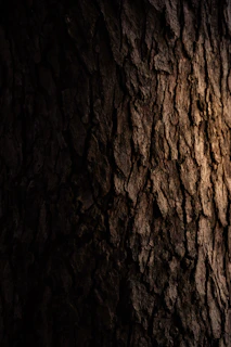 Close-up of textured tree bark in deep shadows and bright highlights, showcasing the Ricoh GR's detail capture.