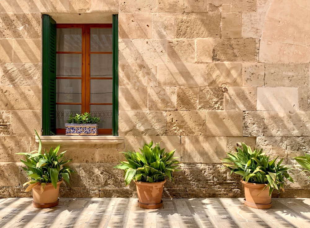 green potted plant beside brown wooden window