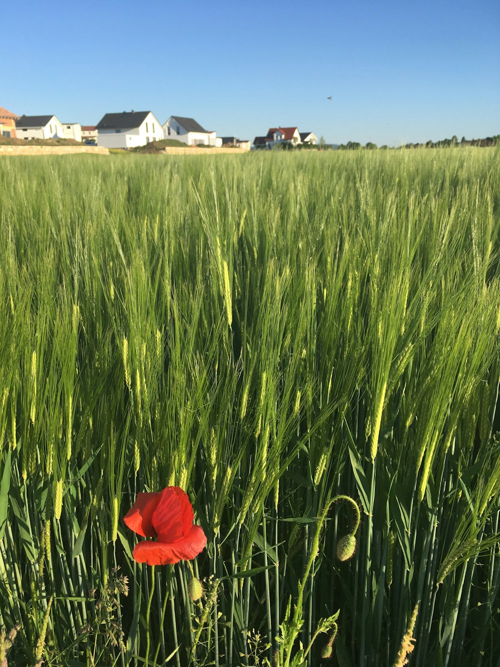 fleur rouge sur le champ d’herbe verte pendant la journée