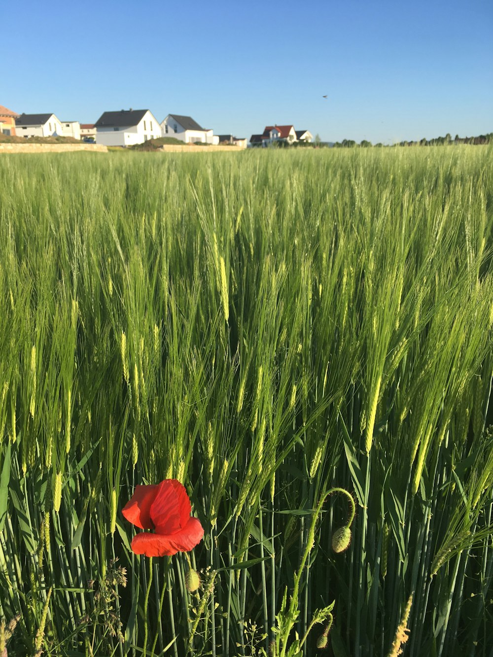 red flower on green grass field during daytime