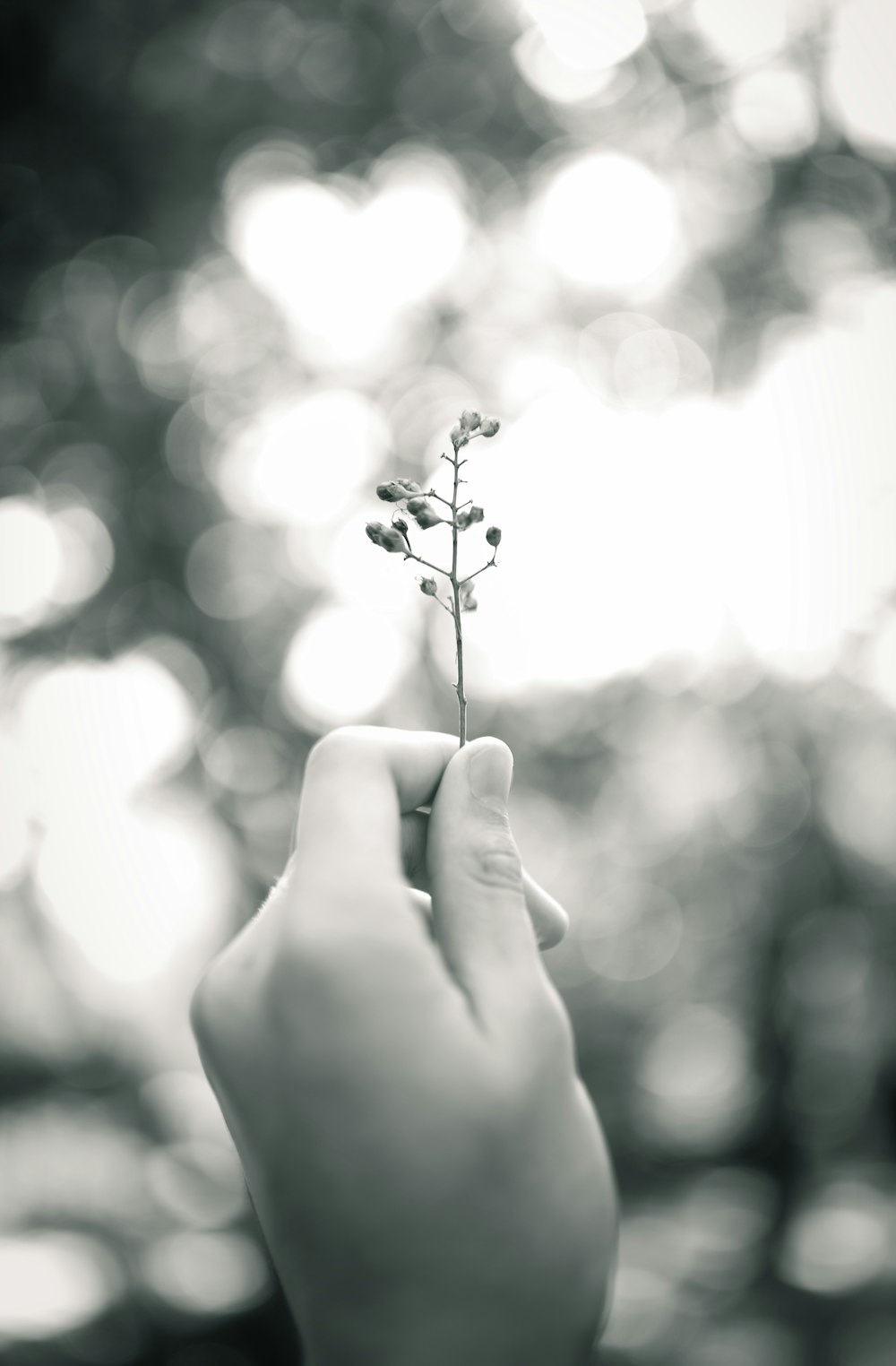 grayscale photo of person holding flower