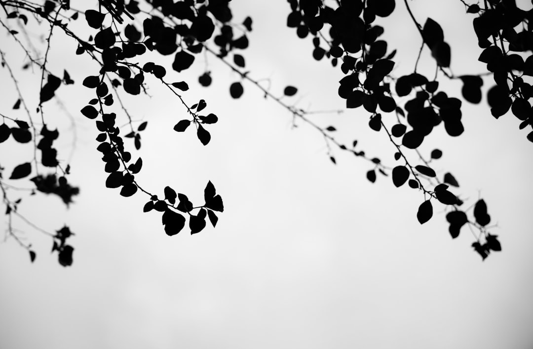 black leaves under white sky