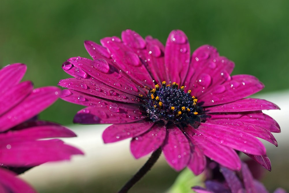 um close up de uma flor roxa com gotículas de água sobre ela
