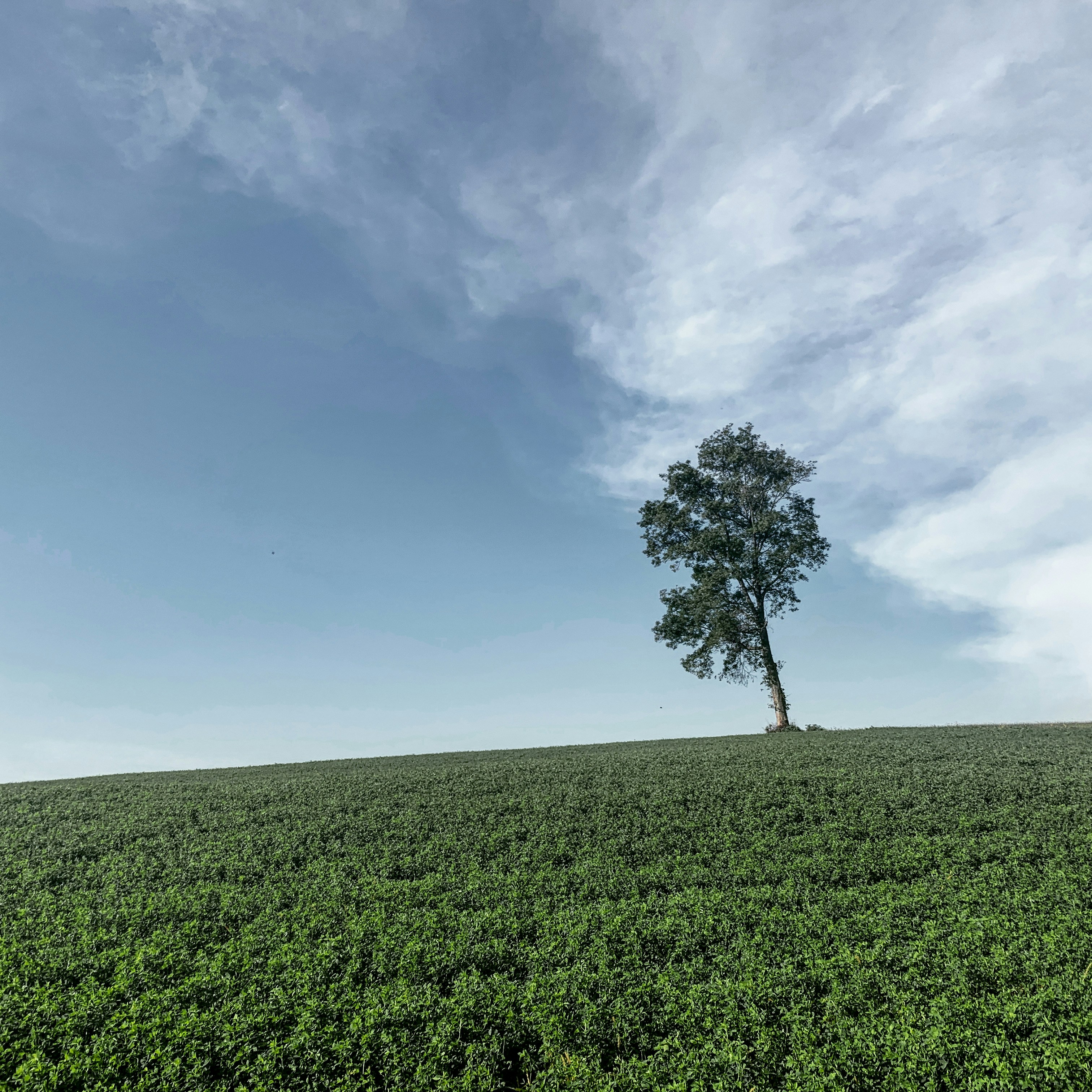 Champ d’herbe verte sous le ciel bleu pendant la journée