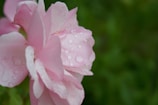Close-up of a blooming pink rose with dewdrops on its petals.