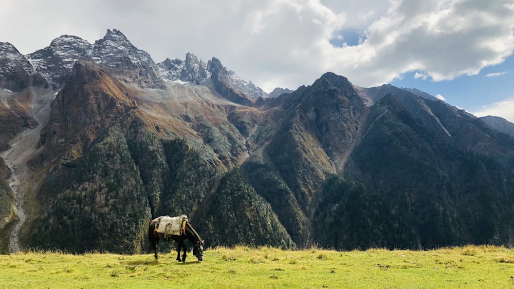 white and black cow on green grass field near gray rocky mountain during daytime