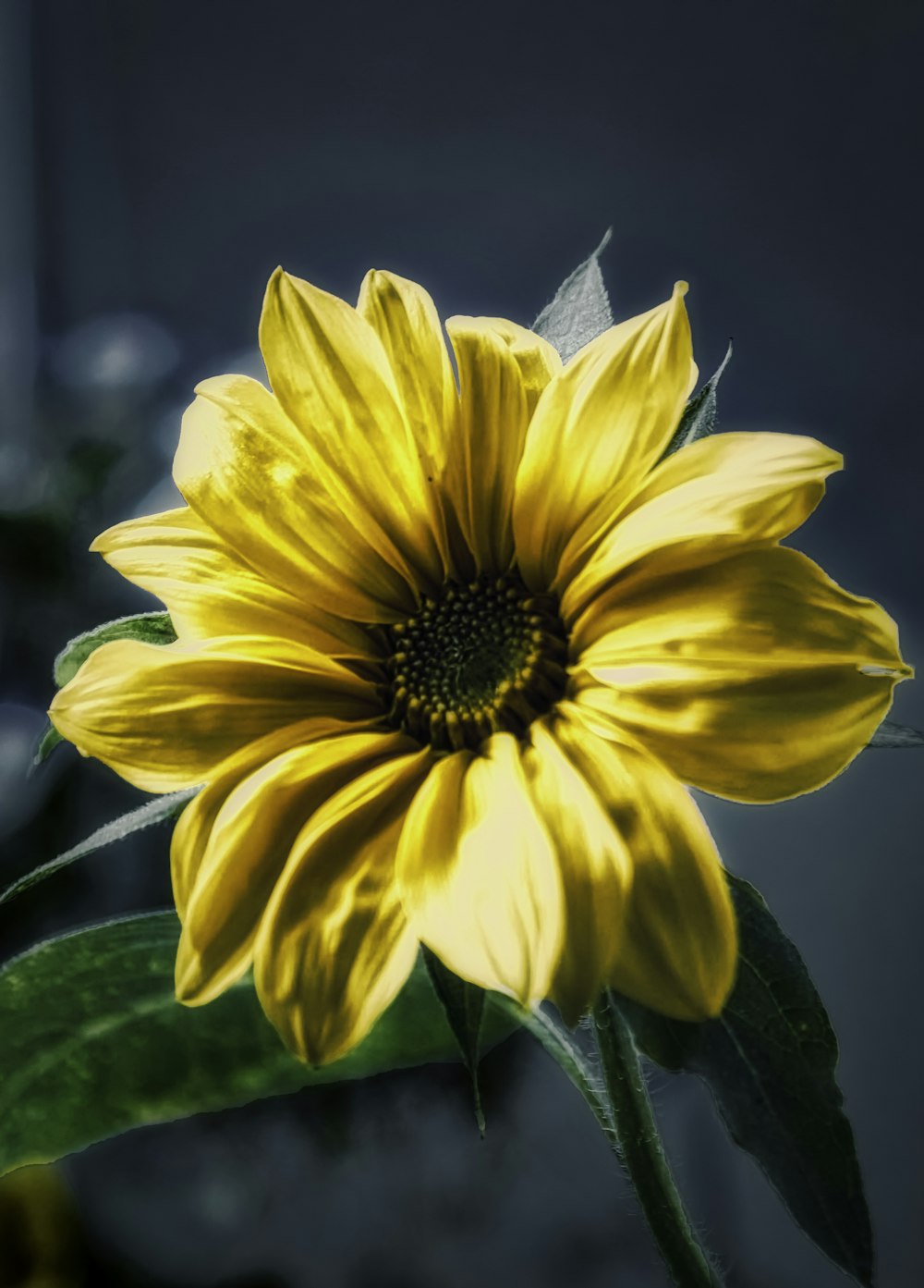 yellow flower in tilt shift lens