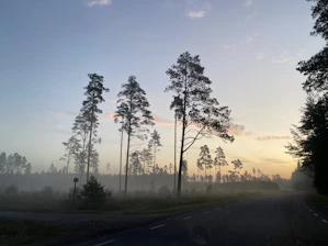 A sunrise over a dense North Florida pine forest, with a silhouette of hunters preparing gear.
