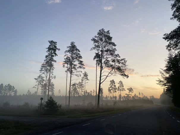 A serene view of tall pine trees bathed in soft morning light, with a cozy Nõmme neighborhood visible in the distance.