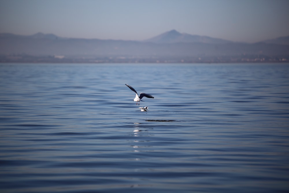 black and white bird flying over the sea during daytime