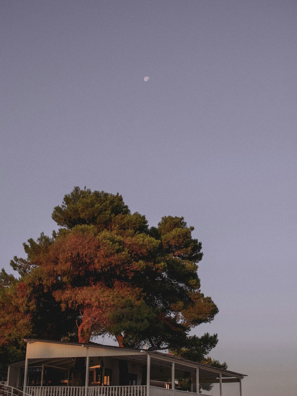 green and brown tree under gray sky