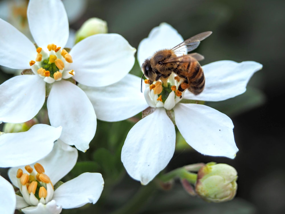 ape appollaiata su fiore bianco in primo piano fotografia durante il giorno