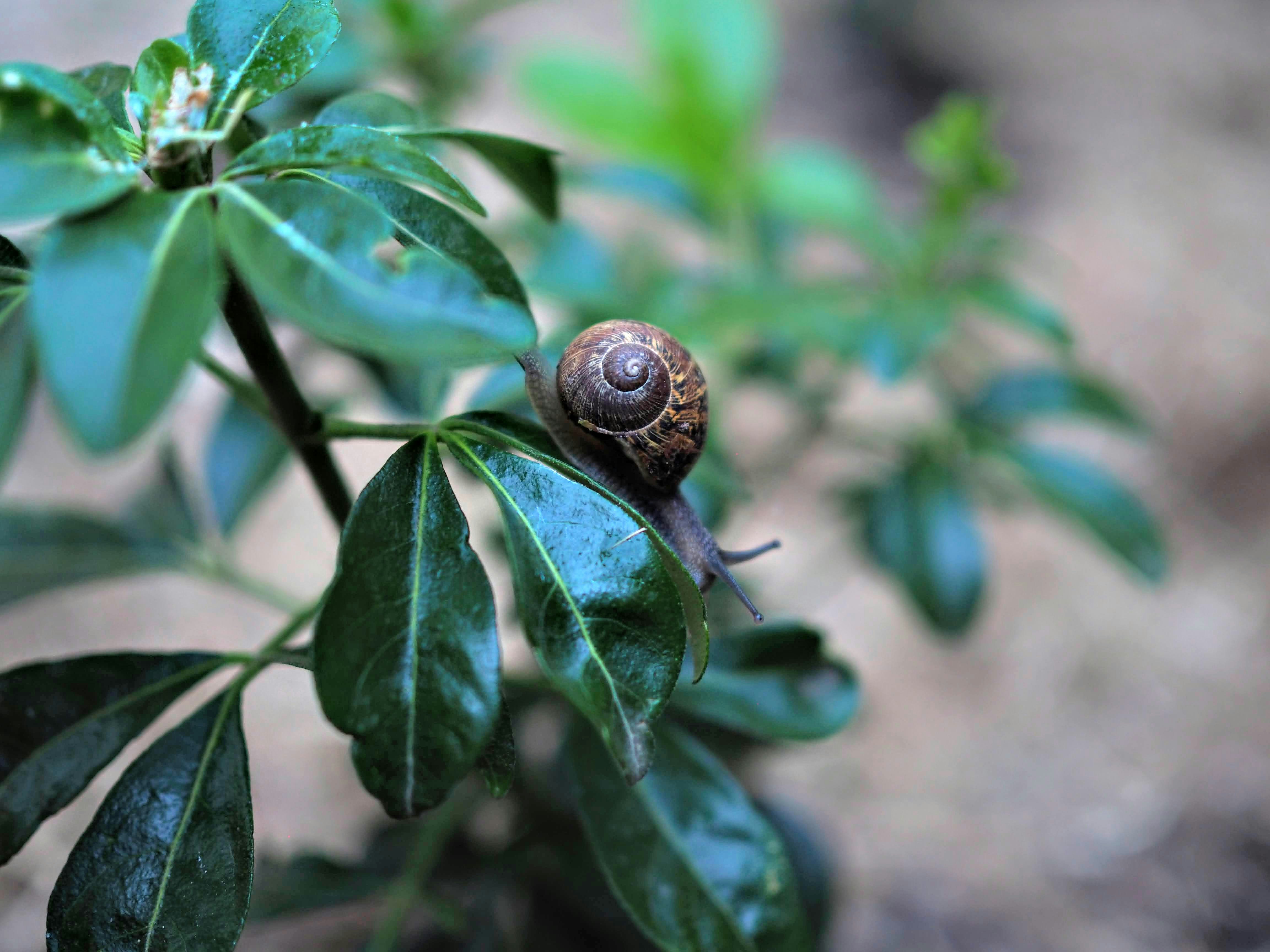 brown snail on green leaf