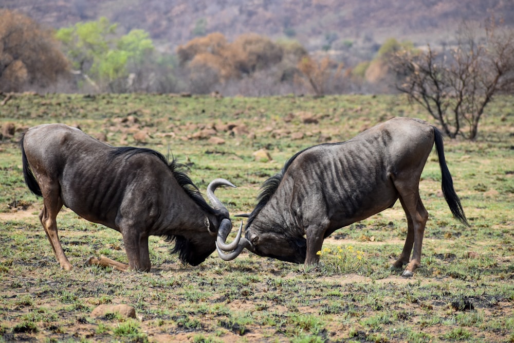 black water buffalo on green grass field during daytime