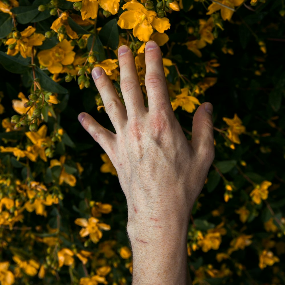 person holding yellow petaled flower