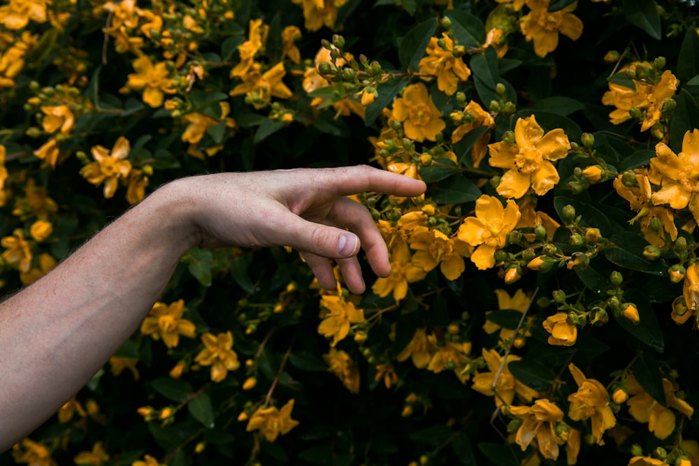 person holding yellow flower petals