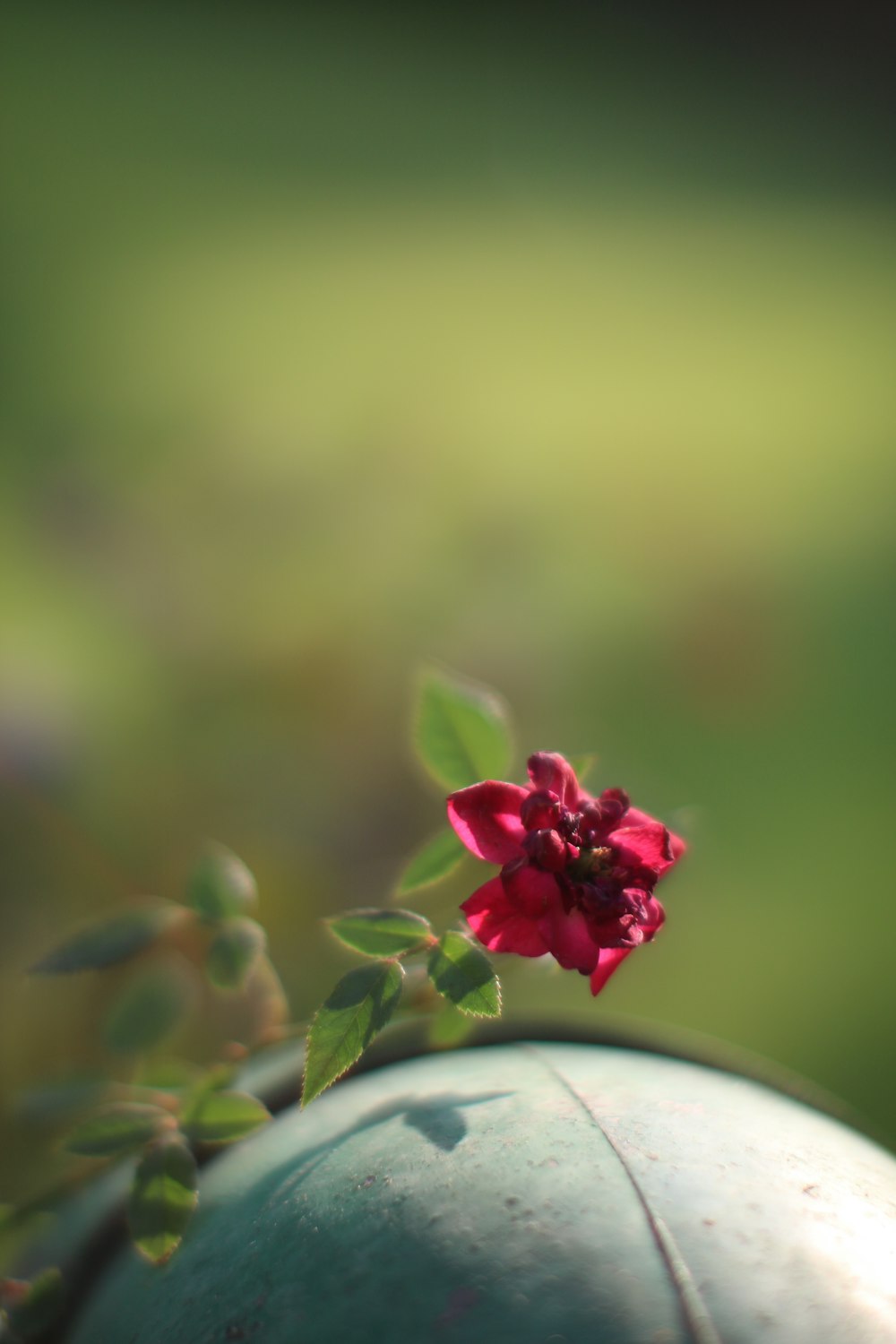 red flower in white ceramic pot