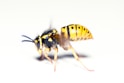yellow and black bee on white surface