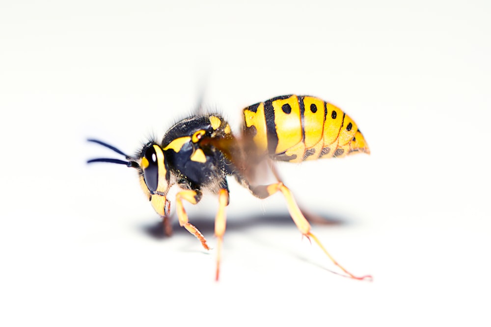 abeja amarilla y negra sobre superficie blanca