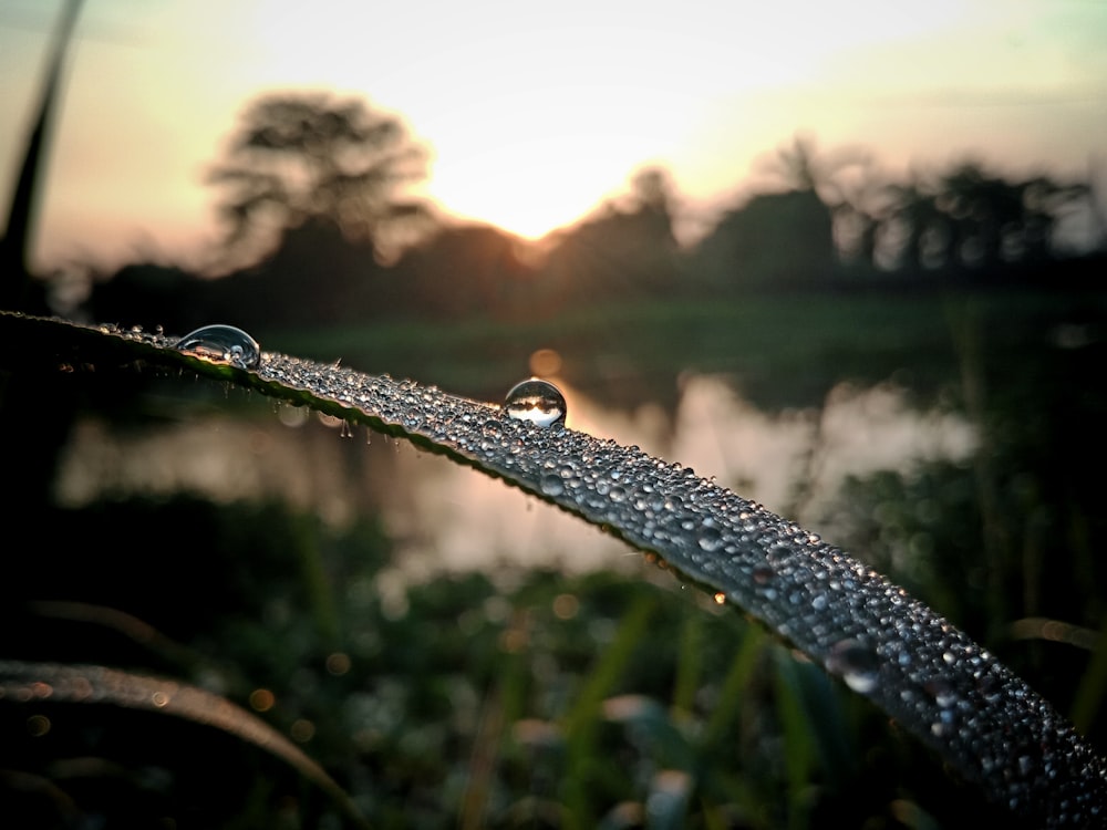 water droplets on green grass during daytime