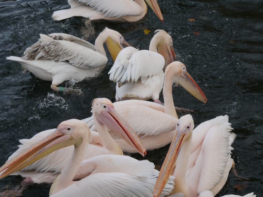 white pelicans on body of water