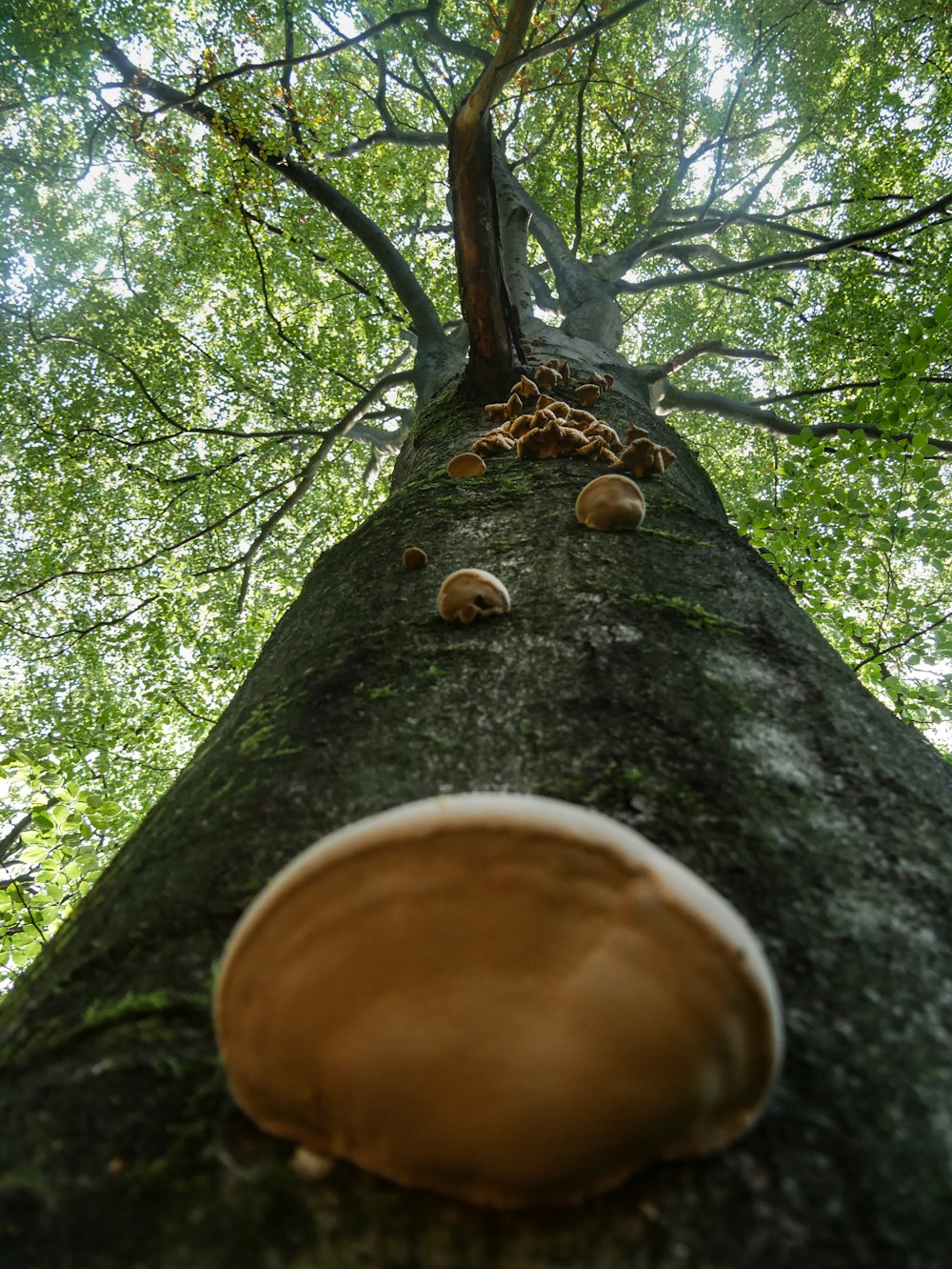 arbre brun et vert pendant la journée