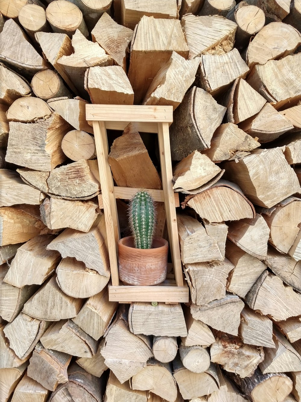 green cactus on brown wooden box