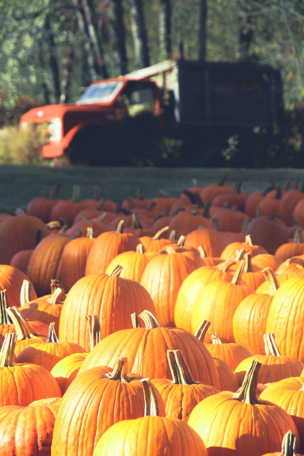 orange pumpkins on brown wooden surface