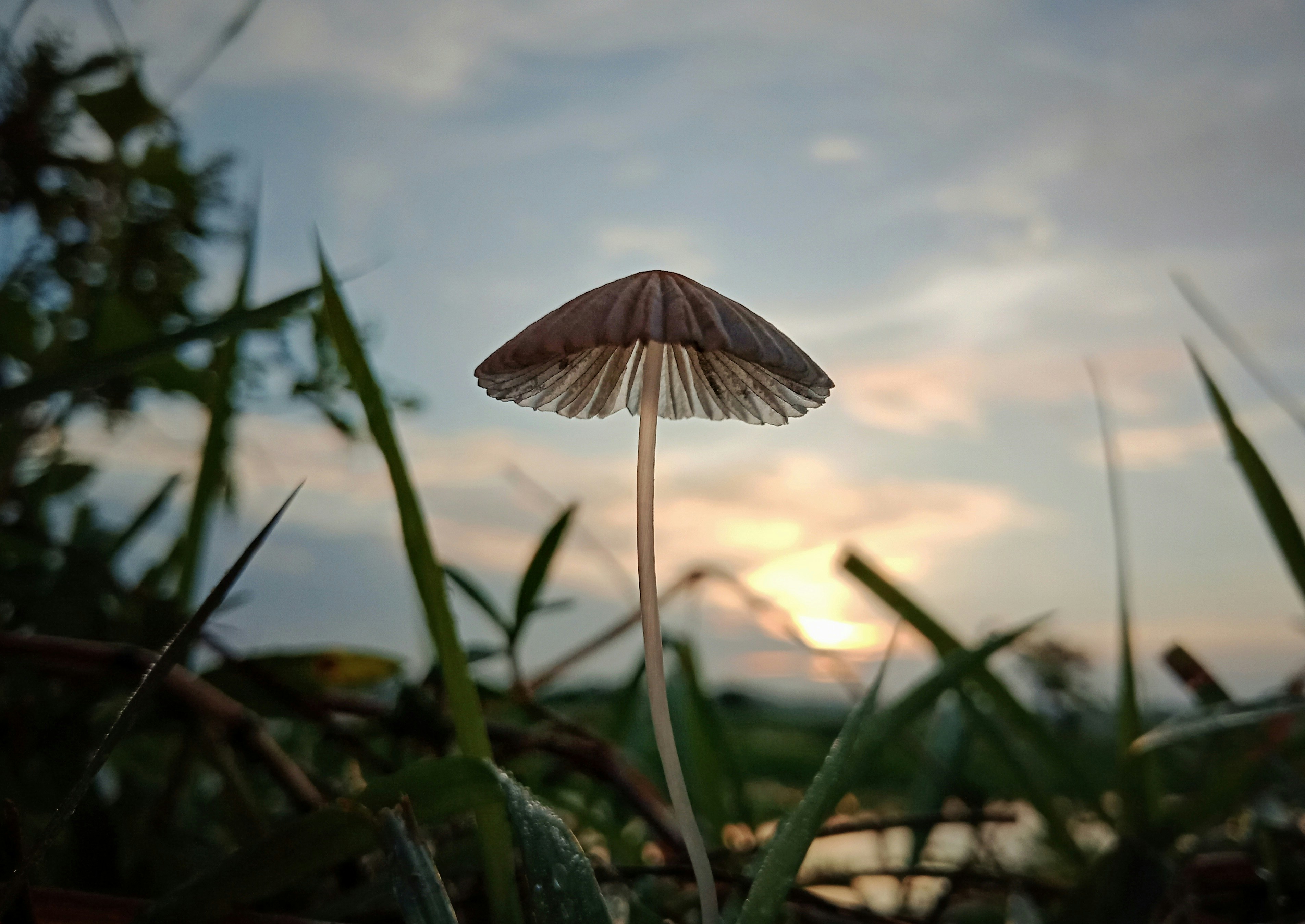 white and brown mushroom in the middle of green plants