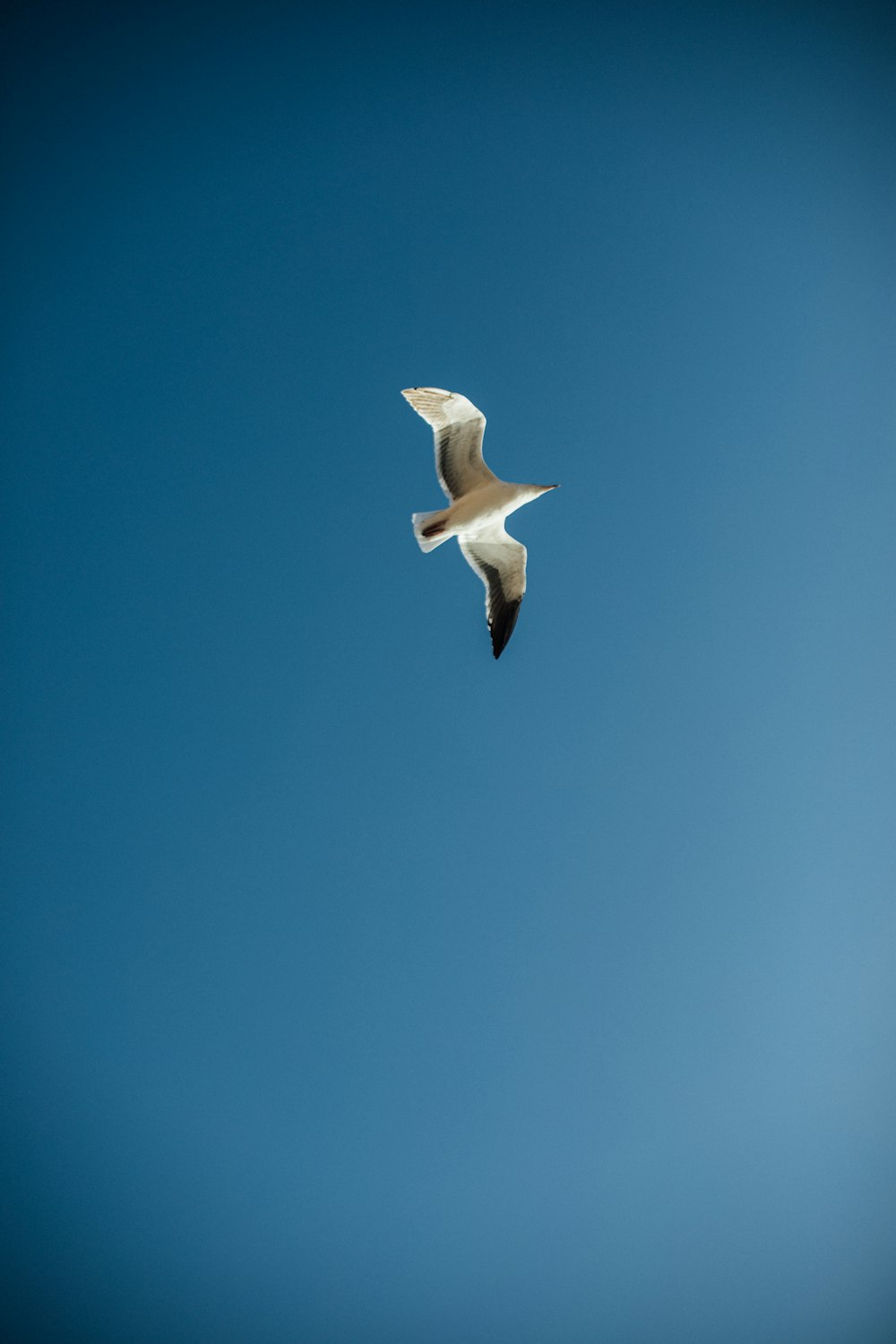 white bird flying under blue sky during daytime